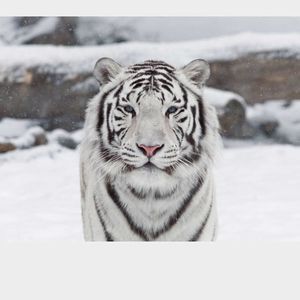 Meet your Posher, Harmoni